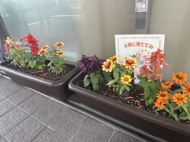 児 花の寄せ植えの画像